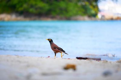 Bird perching on a beach