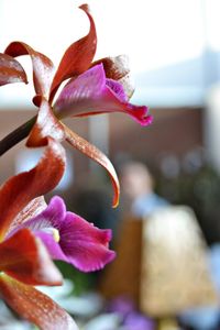 Close-up of flowers blooming outdoors