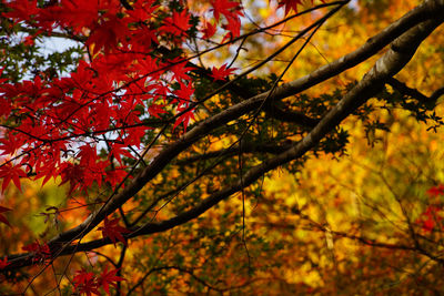 Low angle view of maple tree