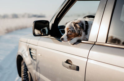 Portrait of dog in car