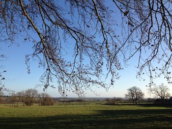 Tree on field against sky