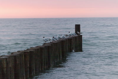 Seagulls perching on wooden post in sea