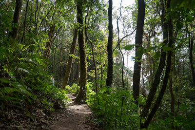 Trail amidst trees in forest