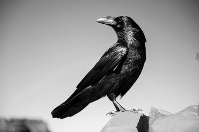 Close-up of raven perching on rock against sky