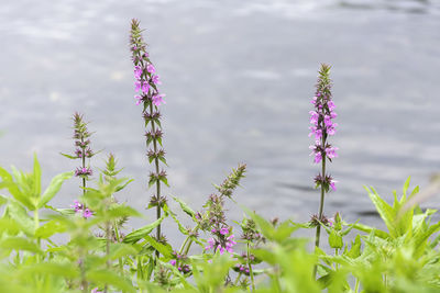 Close-up of purple flowering plants on field