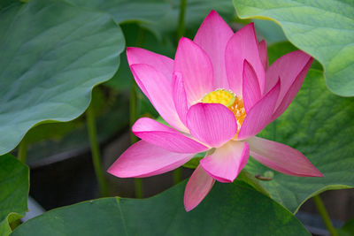 Close-up of pink water lily