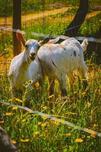 Goat in a field