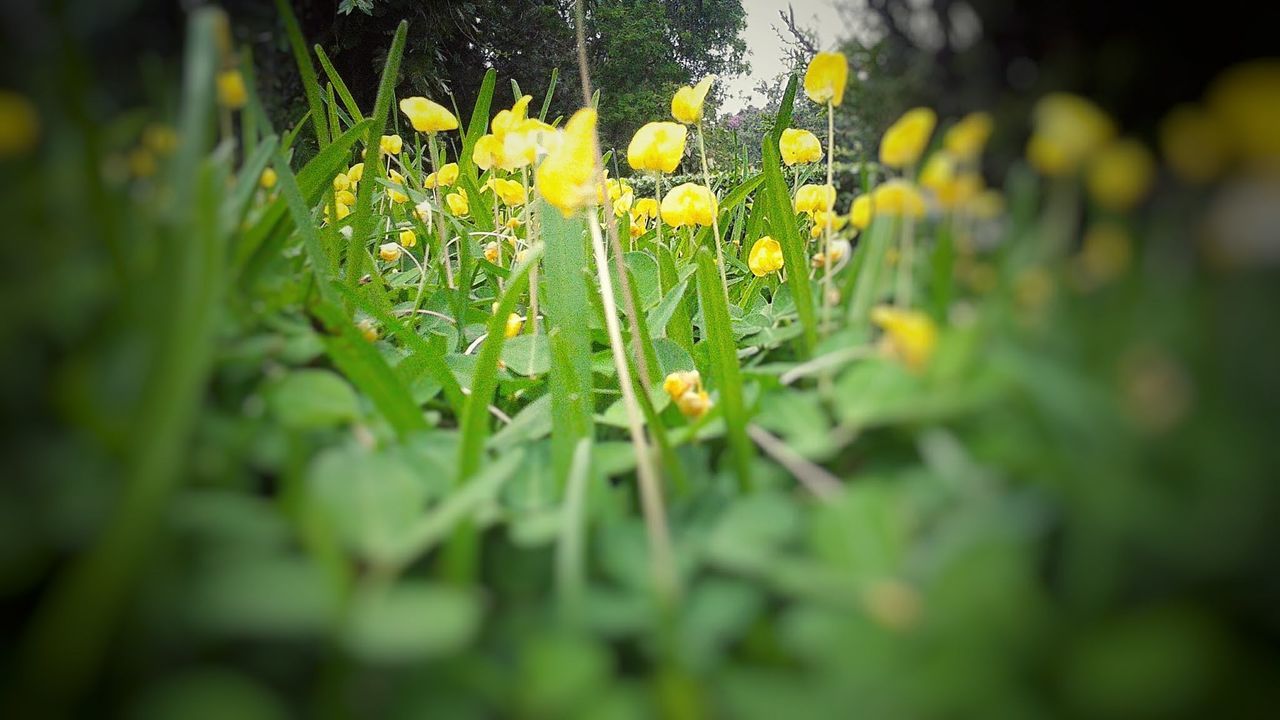 plant, growth, flower, beauty in nature, yellow, selective focus, flowering plant, green color, freshness, close-up, fragility, vulnerability, nature, day, land, field, plant part, leaf, no people, outdoors, flower head, dew