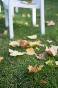 Close-up of autumn leaves on field