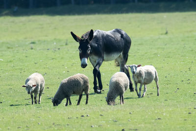 Horses in a field