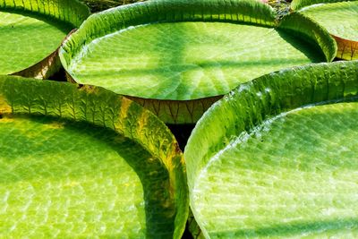 Plant growing in sunlight