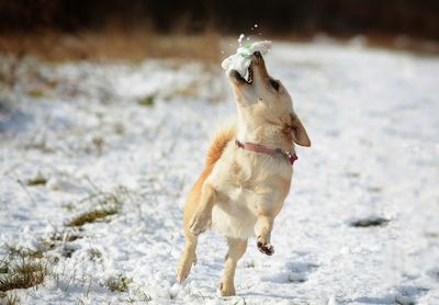 Dog on snow