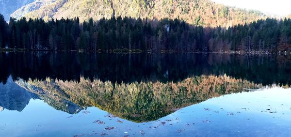 Scenic view of lake in forest