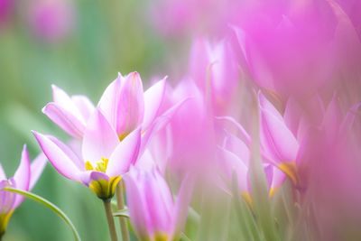 Close-up of pink flowers