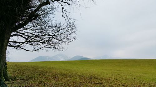Scenic view of grassy field against sky