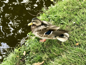 View of bird in lake