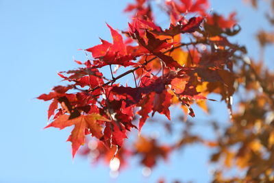 Low angle view of maple tree against sky