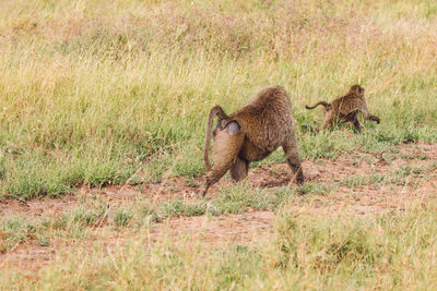 Baboons on a field