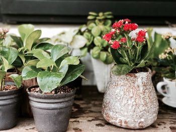 Close-up of potted plant