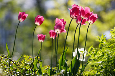 Close-up of pink flowering plants on field