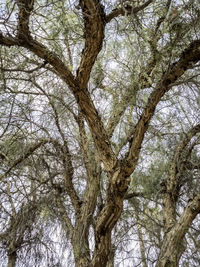 Low angle view of trees in forest