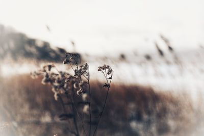 Close-up of wilted plant on field against sky