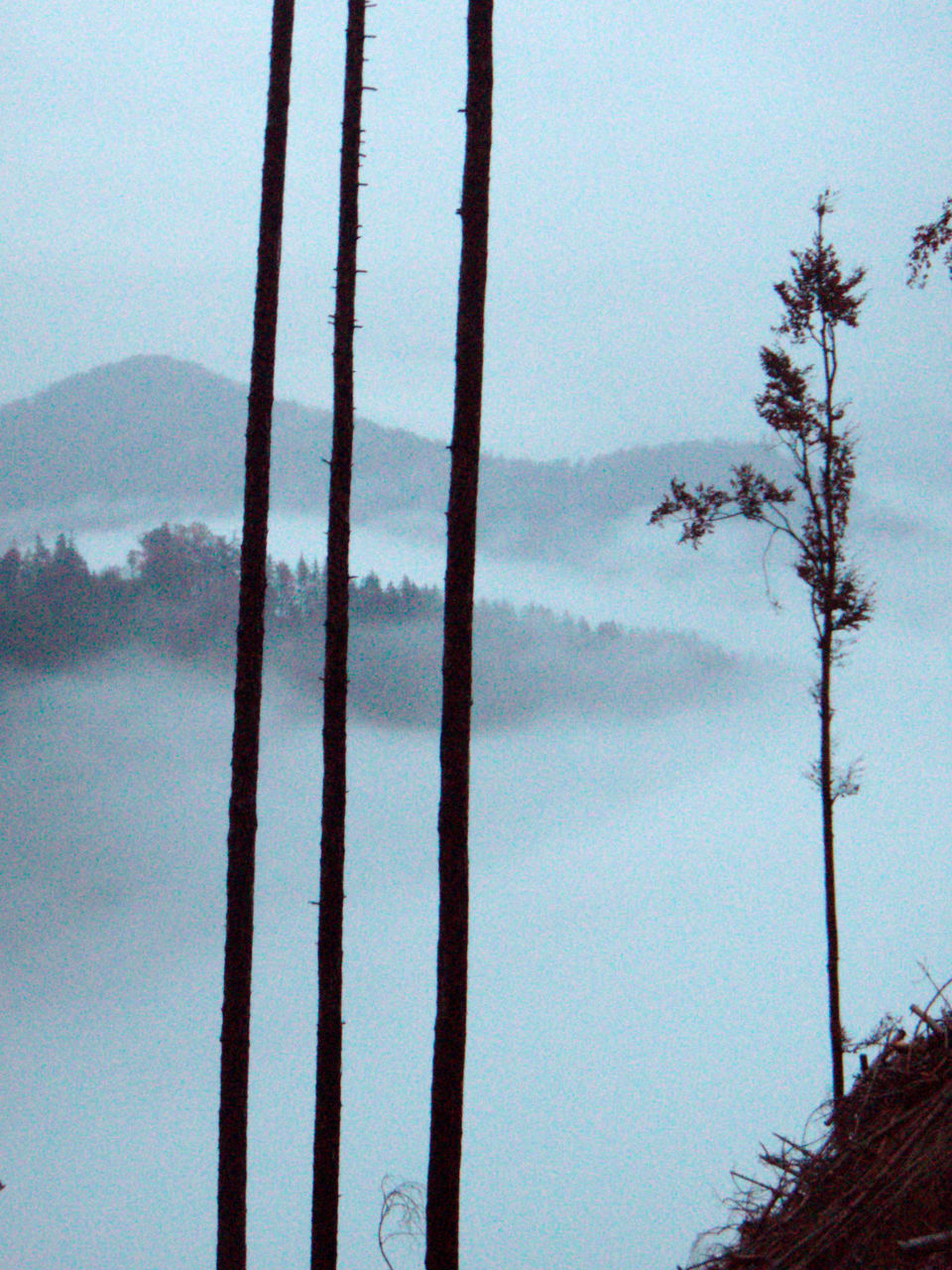 LOW ANGLE VIEW OF SILHOUETTE TREES ON MOUNTAIN AGAINST SKY