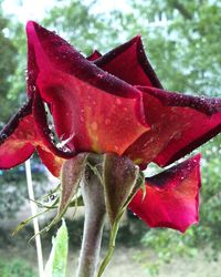 Close-up of wet red flower