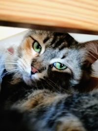 Close-up portrait of cat