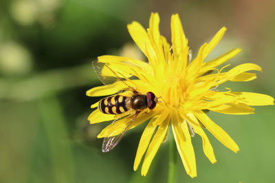 Close-up of insect on yellow flower