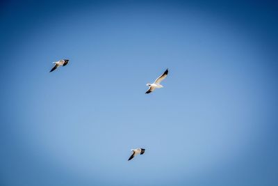 Low angle view of seagulls flying