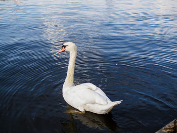 Birds in calm water