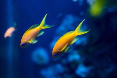 Close-up of fish swimming in aquarium