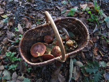 High angle view of mushroom in field