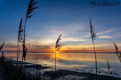 Silhouette plants on beach against sky during sunset