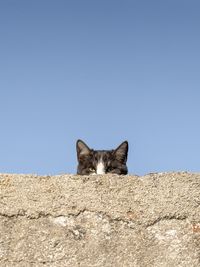 Low angle view of cat on the wall