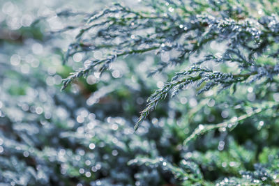 branch