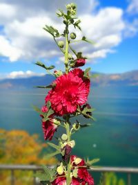 Close-up of flowers blooming against sky