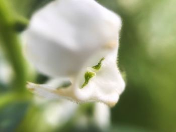 Close-up of white flower