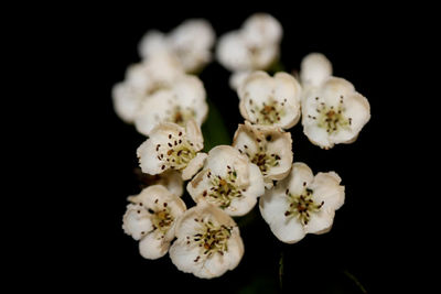 Close-up of white flowering plant against black background