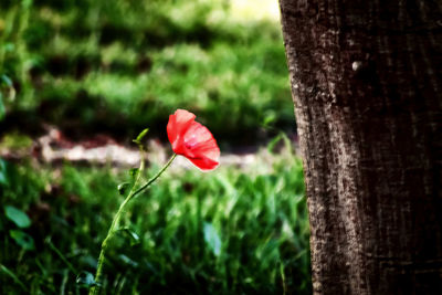 Close-up of red flower