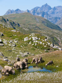 Col de bellard,savoie,france