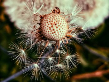 Close-up of dandelion on plant