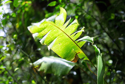 Close-up of leaves