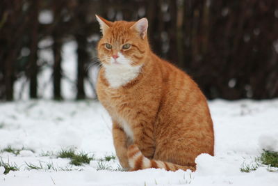 Portrait of a cat in snow
