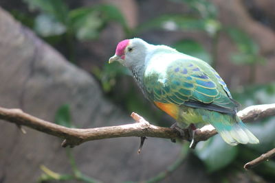 Close-up of parrot perching on branch