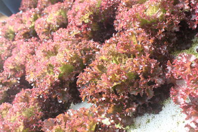 Close-up of pink flowers