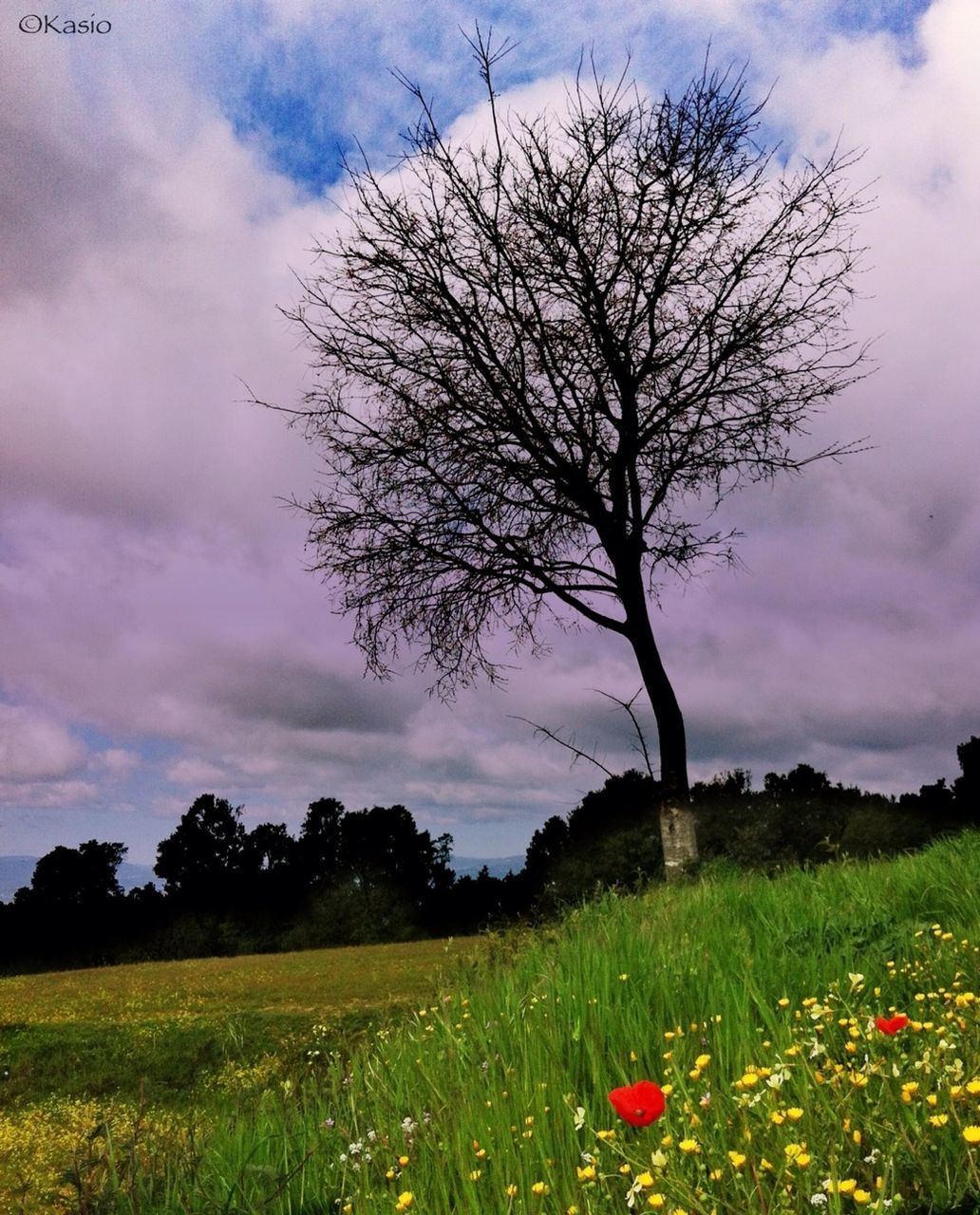 sky, field, flower, tree, landscape, tranquility, tranquil scene, cloud - sky, growth, beauty in nature, nature, grass, scenics, rural scene, cloudy, cloud, agriculture, plant, freshness, non-urban scene