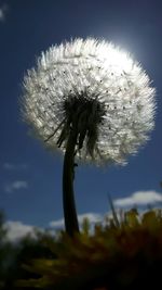 Close-up of dandelion on plant