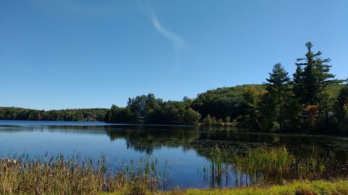 Reflection of trees in calm lake